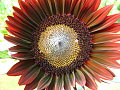 I love the color of this Chianti sunflower. I'll definately plant them again next year!